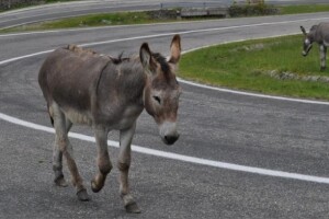 Uhićeni magarci ispraćeni pod rotirkama