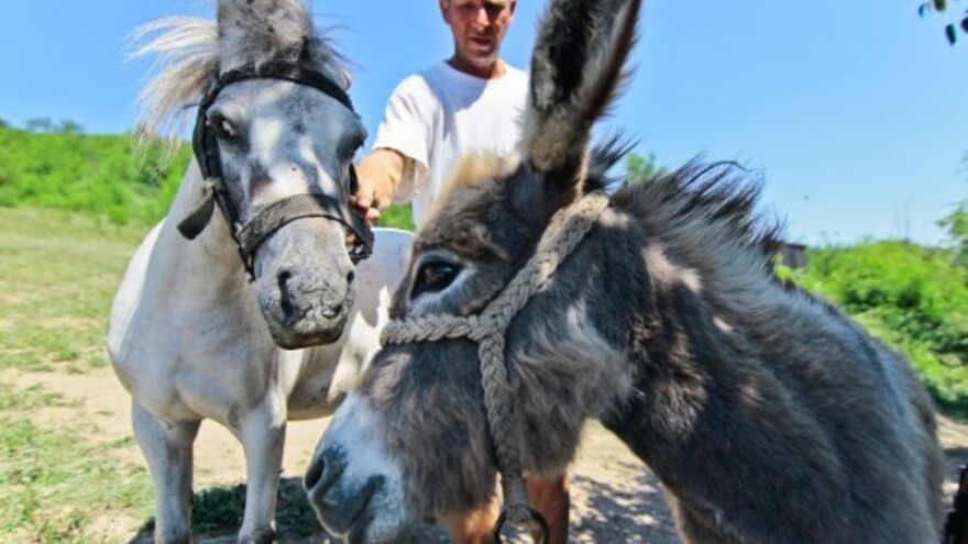 Tradicionalne magareće trke u Tribunju!