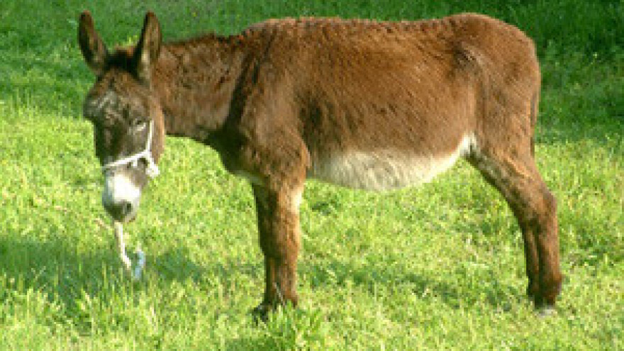 Gradnja farme magaraca