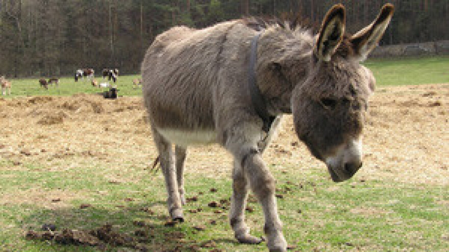 Sve je spremno za 45. utrku magaraca!