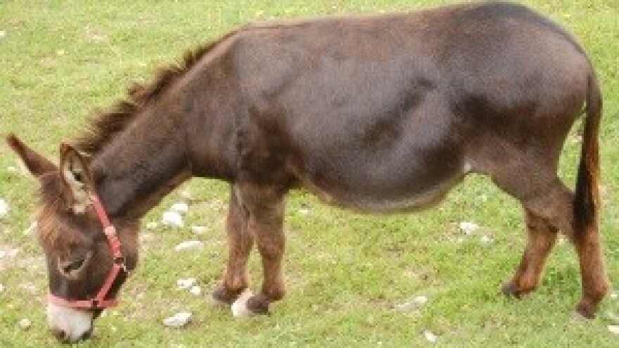 Kilogram magarećeg sira za 1000 evra