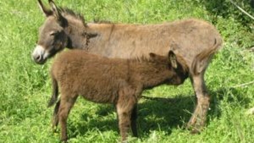 Radionica za uzgajivače autohtonih pasmina