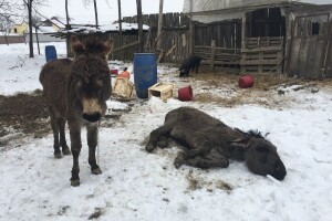 Antun Ponoš spasio magarce i divlje svinje: ugibali su od gladi i hladnoće