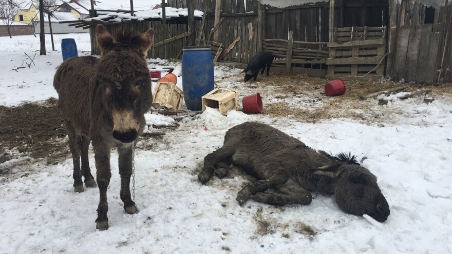 Antun Ponoš spasio magarce i divlje svinje: ugibali su od gladi i hladnoće
