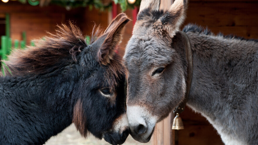 Oženili su magarce Lovru i Princezu - imali su čak i lažnu mladu