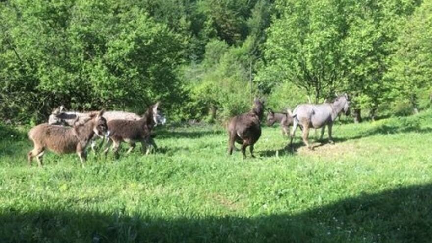 Magarećim mlijekom izliječio sina pa otvorio farmu