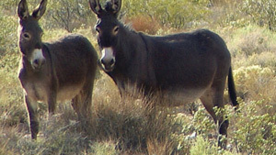 Hrvatska delicija: Litra ovoga stoji od 500 do tisuću kuna!