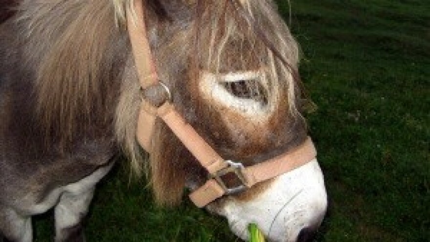 Tradicionalne tribunjske trke magaraca