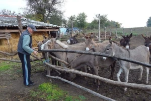 Magareće mlijeko - kako se konzumira i koja je prava cijena?