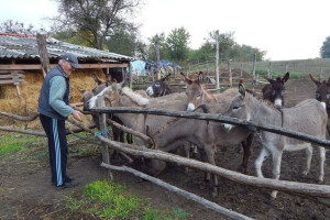 Magareće mlijeko - kako se konzumira i koja je prava cijena?