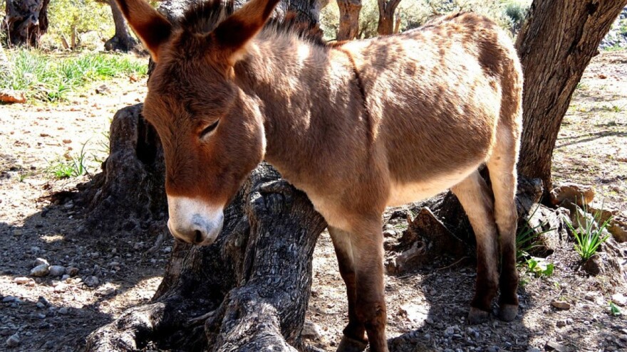 Spašavanje magaraca ostavljenih na malom ostrvu uspješno okončano