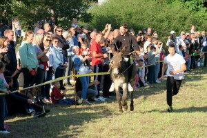 Tradicionalna "Smotra istarskoga tovara“ u Juršićima