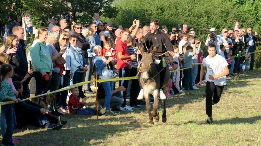 Tradicionalna "Smotra istarskoga tovara“ u Juršićima