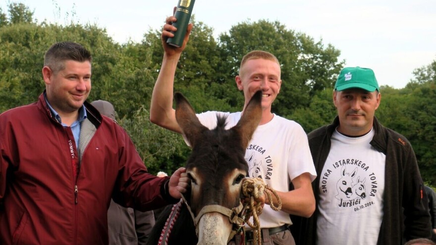 Magarica Rožina - šampionka Smotre istarskog tovara u Juršićima