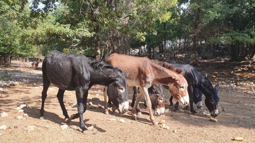 Zašto je magareće mlijeko skupo?