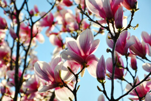 Magnolija, ukras parkova