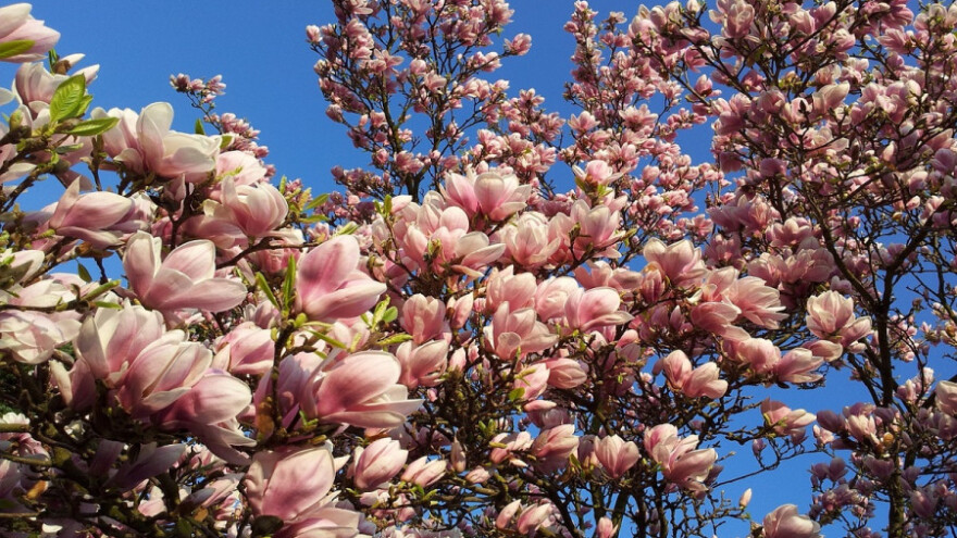 Proljetna rezidba ukrasnog grmlja i drveća