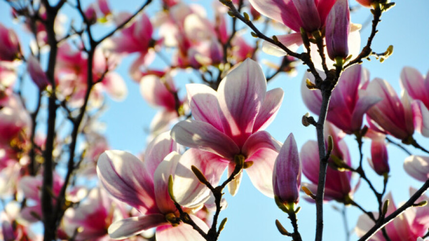 Magnolija, ukras parkova