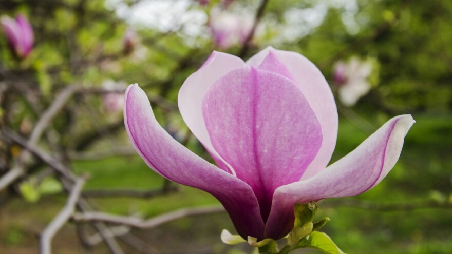 Magnoliju sadite udaljenu od drugih vrsta, u djelomičnoj sjeni