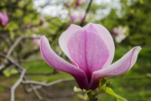 Magnoliju je najbolje saditi udaljenu od drugih vrsta, u djelimičnoj sjeni