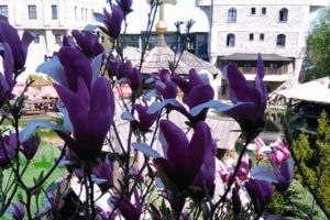 Magnolija - ukras parkova
