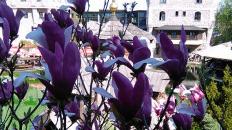 Magnolija - ukras parkova