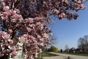 Magnolija je ocvala? Evo što sada morate učiniti ako želite cvjetove i iduće godine