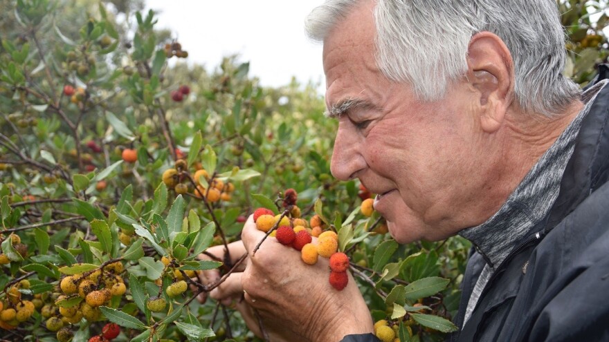 Neodoljiva privlačnost plodova planike: Magunje ukusne i ljekovite, ali i - opasne!