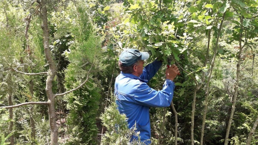 Hitno urediti oblast prometa sjemena i sadnog materijala