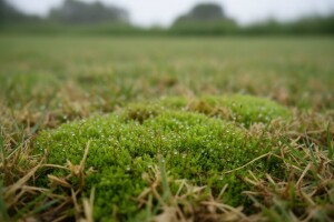 Mahovina - korov u tratini