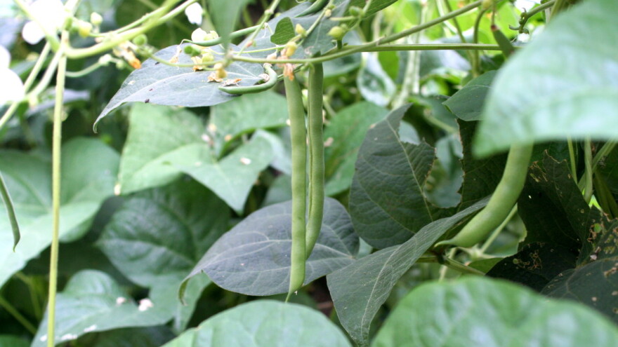 Mahunarke u bašti jedne drugima nisu dobre komšije