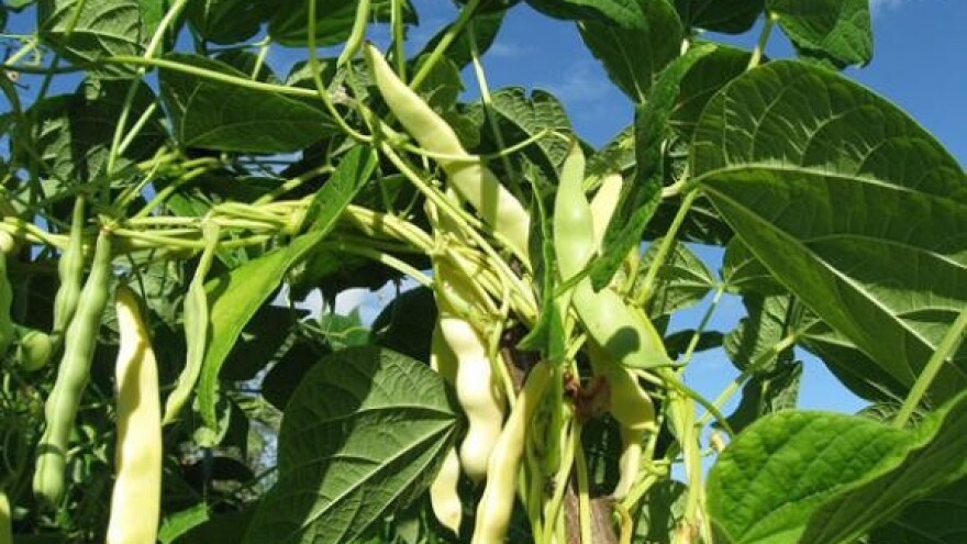 Gnojidbeni pokus na grahu i mahunama