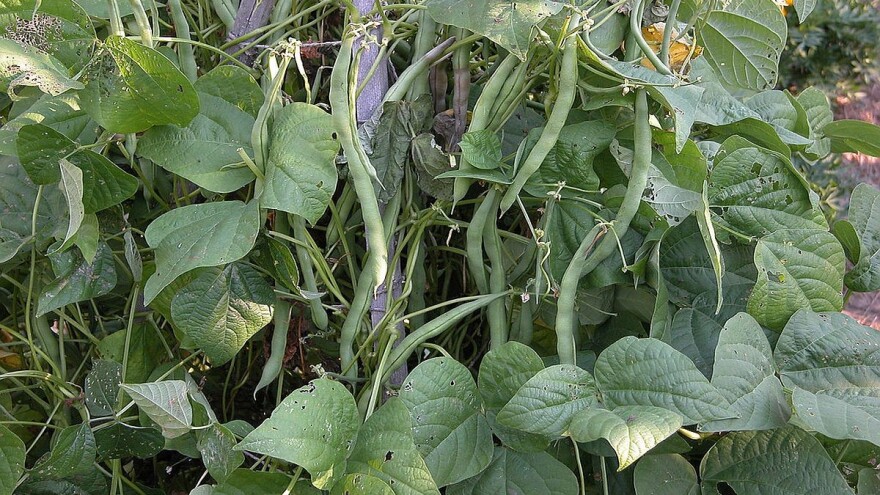 Kako pravilno uzgajati mahune?