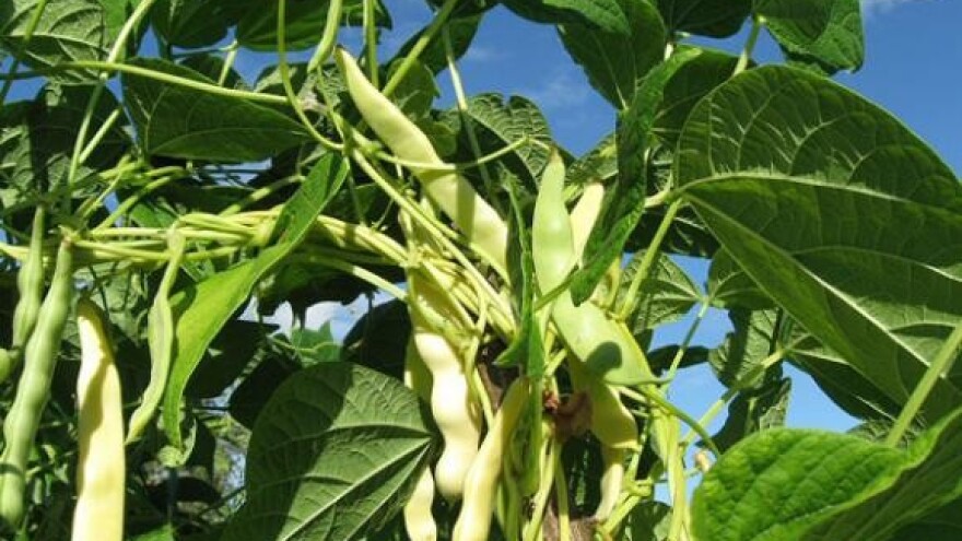 Antistresna mikrobiološka gnojiva u proizvodnji povrća