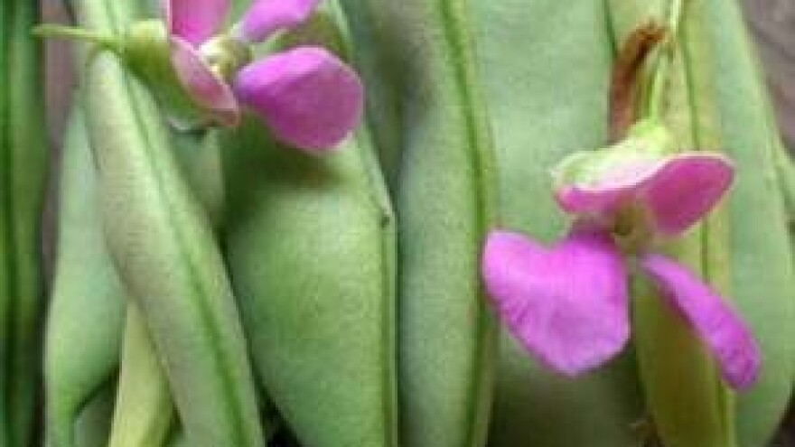 Mahune - visokovrijedna namirnica naših vrtova