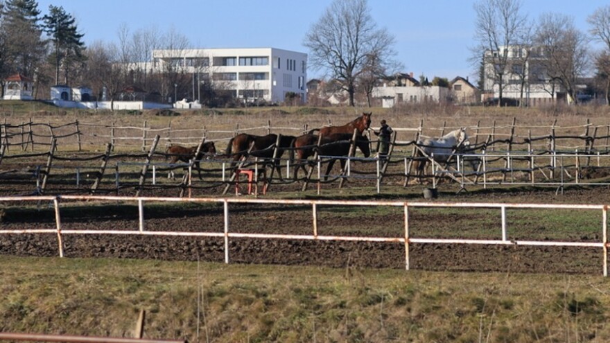 Grad Kragujevac najavio pomoć nakon uginuća pet konja na Hipodromu