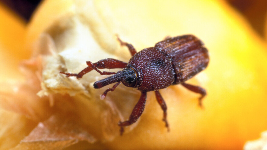 Pazite na kukuruznog žiška prije i tokom berbe, ali i u skladištu