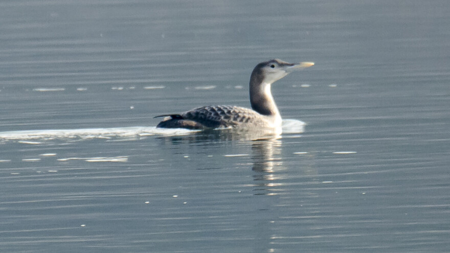 Ornitolozi otkrili novu vrstu ptice za Srbiju