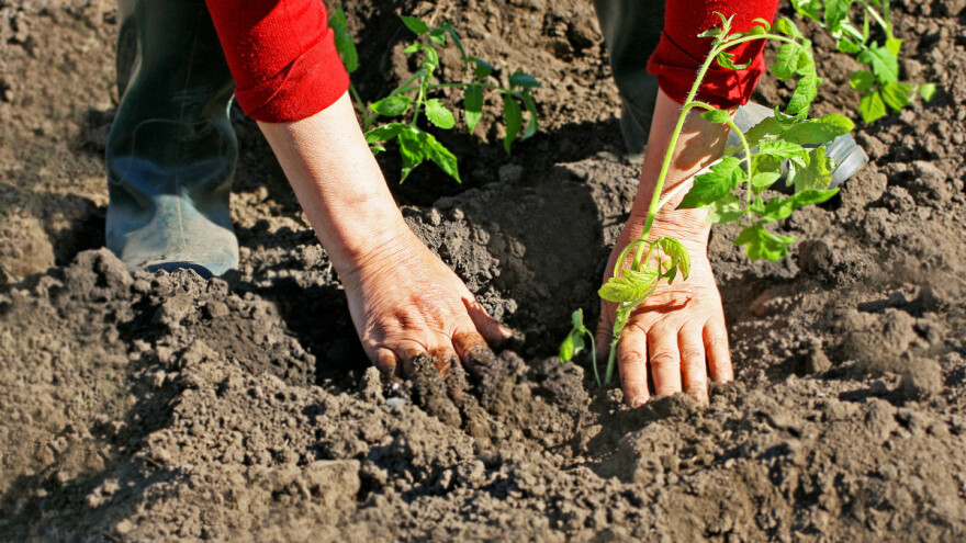 Aprilski povrćarski savjeti dobro će nam doći i u maju