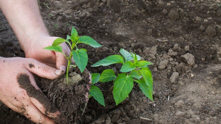 Radovi u maju: Nakon posljednjeg mraza, sije se i presađuje na otvoreno