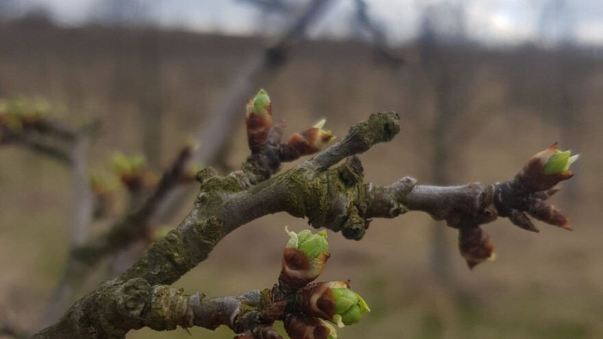 Stanley je šljiva za sve namjene