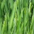 Ratari, stiže premija - 400 KM/ha proizvođačima pšenice u RS