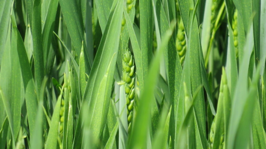 Ratari, stiže premija - 400 KM/ha proizvođačima pšenice u RS