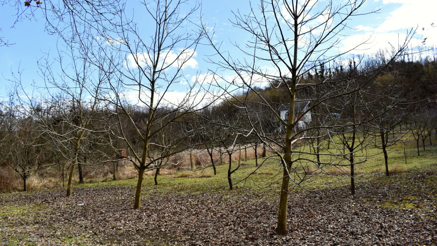 Toplije sa prolaznim naoblačenjem - štetočine sve aktivnije