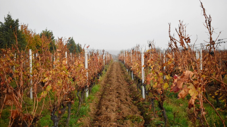 Kakav je uticaj vetra i vlage na vinovu lozu?