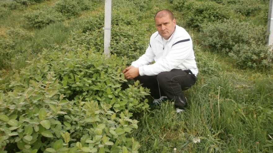 Nasad majberija na OPG Lež čuvaju ovce