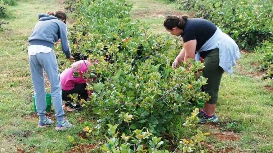 U Majčinom Selu uzgajaju aroniju, šipak i proizvode organsku hranu