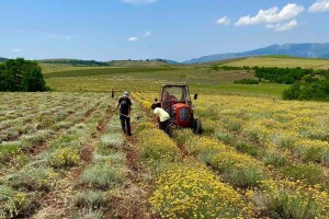 Miris ljekovitog biljau bočici - majka i kćerka proizvode eterična ulja