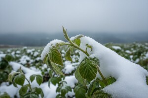 Majski sneg "obrao" ariljske maline