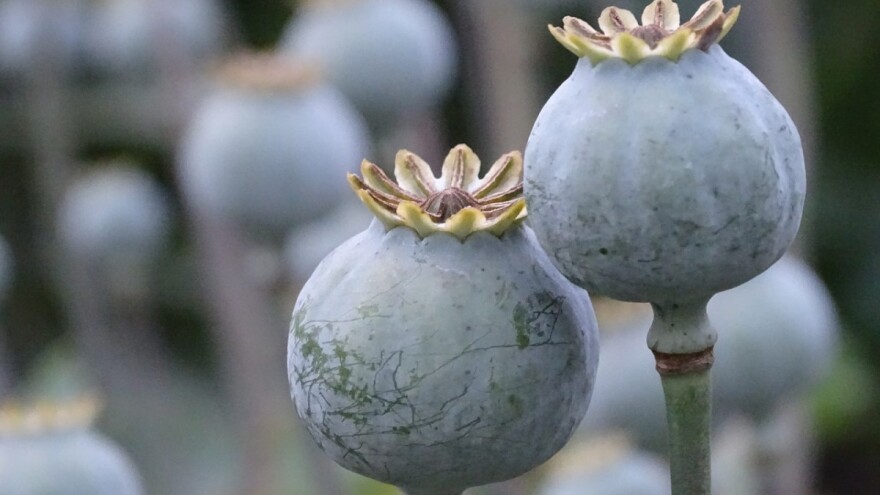 Proizvodnja maka rizičan posao